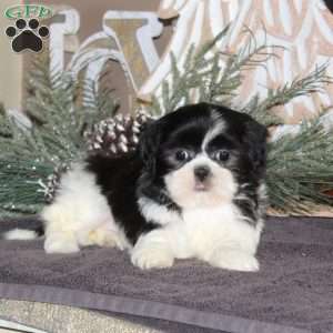 Amber, Shih Tzu Puppy